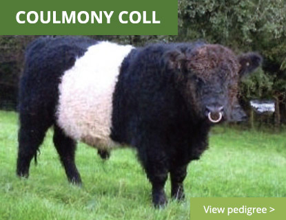 Coulmony Coll